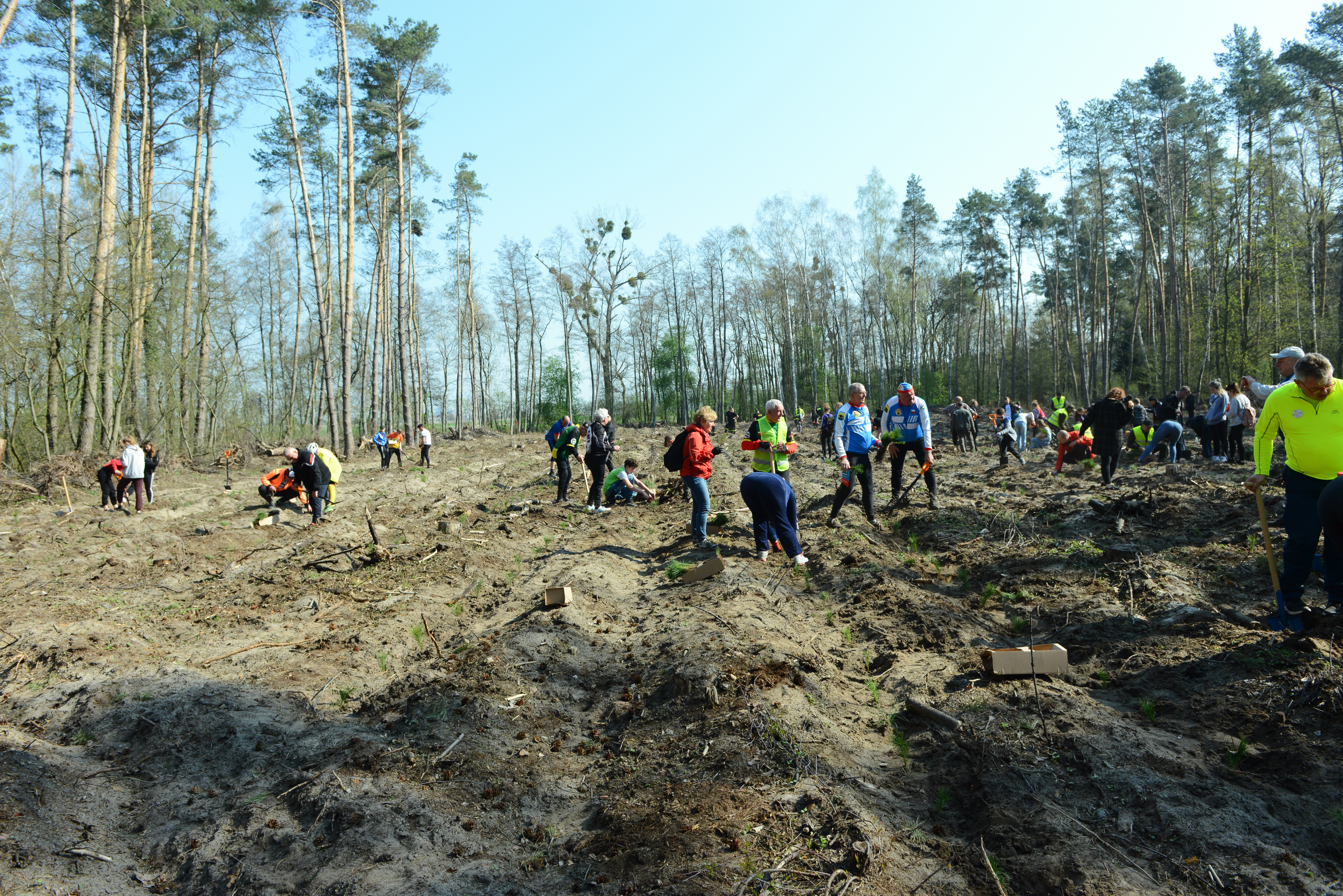 fot. Leśnictwo Krasnolipka (06.04.2019r.) - for. Maciej Rybacki