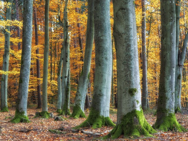 Zdjęcie przedstawia las bukowy w jesiennej scenerii (fot. archiwum Lasów Państwowych, R. Antosz)