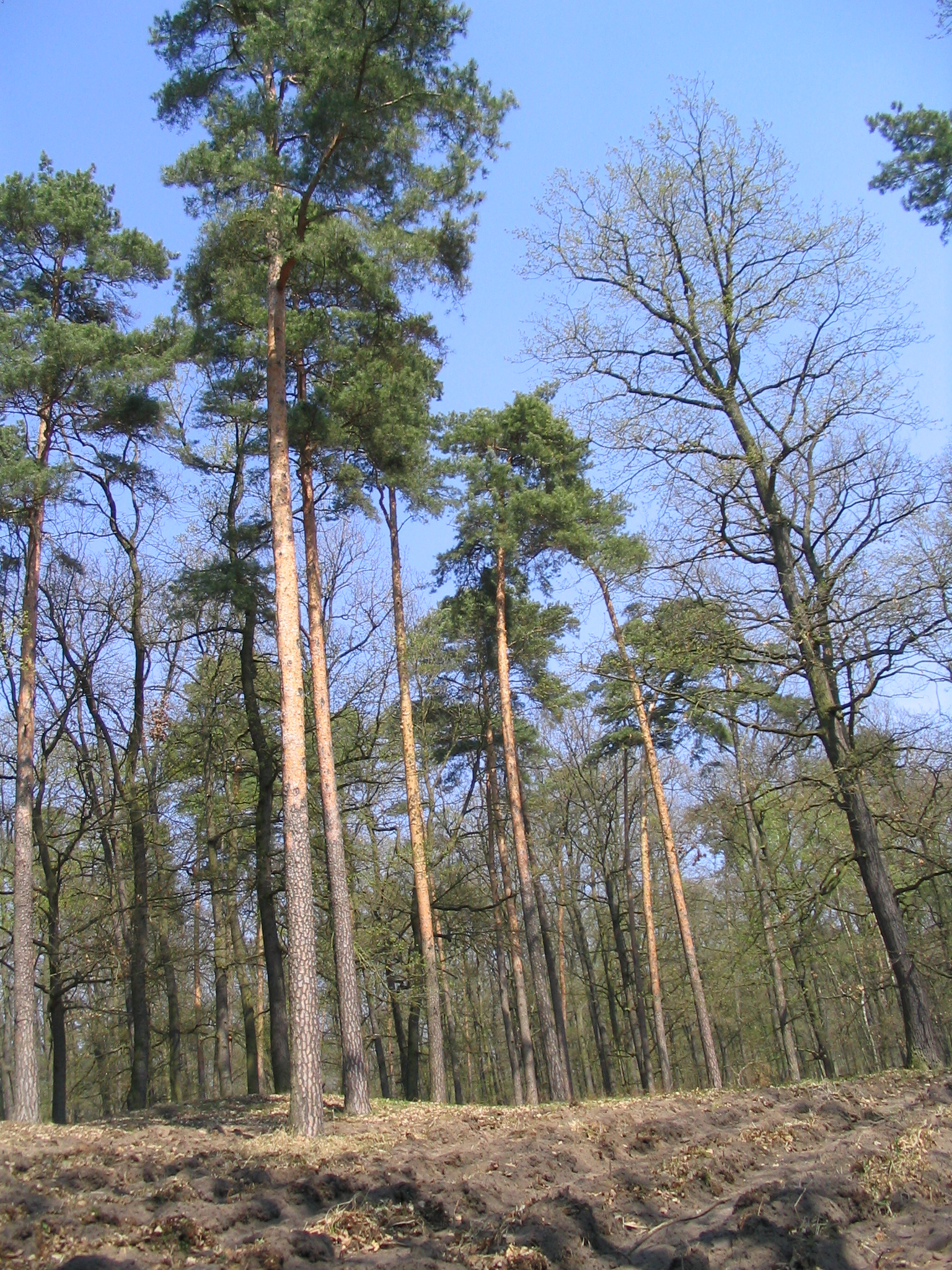 Na pierwszym planie zdjęcia znajduje się sosna zwyczajna (Pinus sylvestris L.) - najczęściej spotykane w naszych lasach drzewo iglaste (fot. archiwum nadleśnictwa, K. Świtalski)