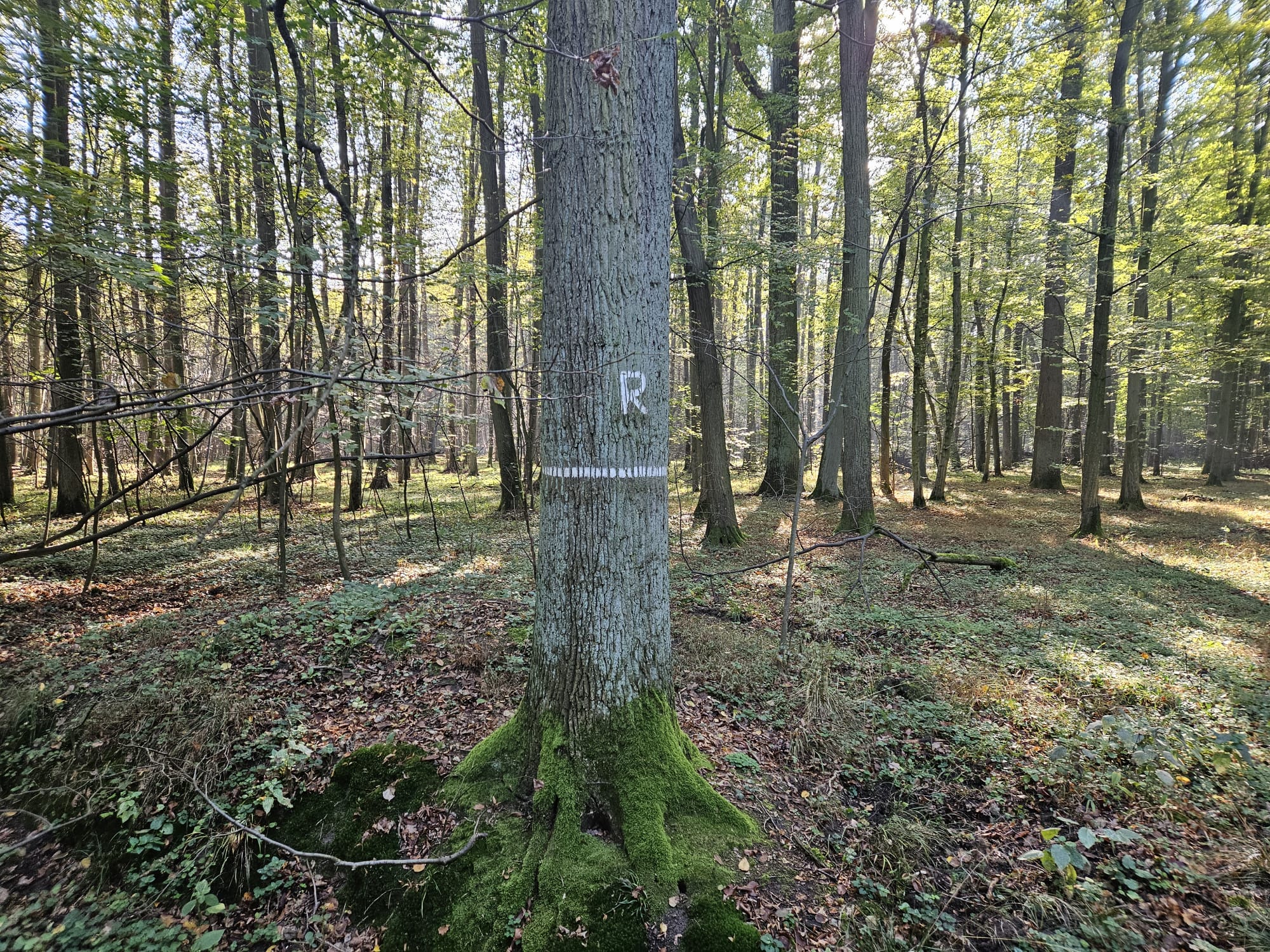 Na pierwszym planie zdjęcia znajduje się drzewo z namalowaną białą literą "R" i znajdującym się pod nią białym paskiem. W ten sposób oznaczona została granica rezerwatu przyrody. (fot. archiwum nadleśnictwa, I. Niemiec) 