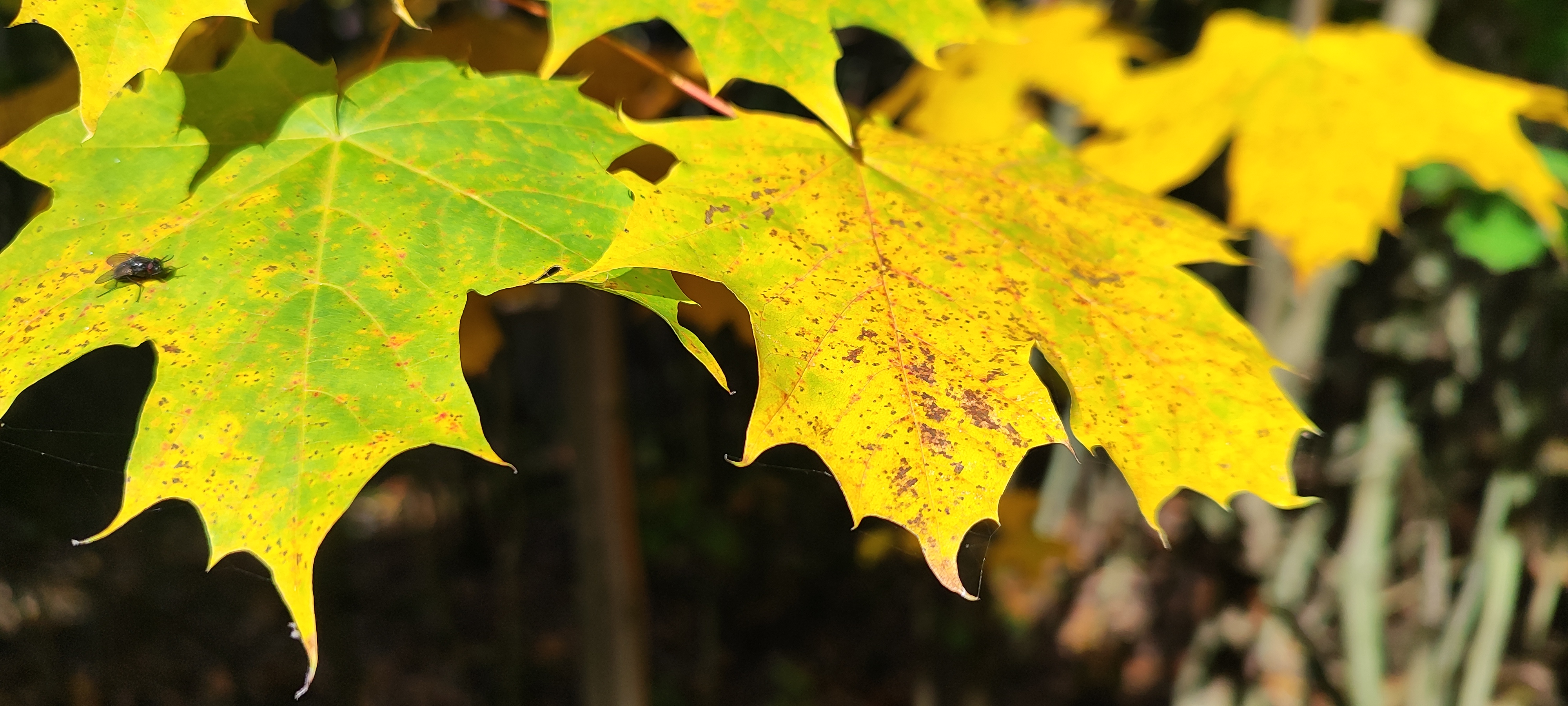 Zdjęcie przedstawia liście klonu zwyczajnego (Acer platanoides L.) w jesiennych barwach. (fot. archiwum nadleśnictwa, M. Prętkowska)