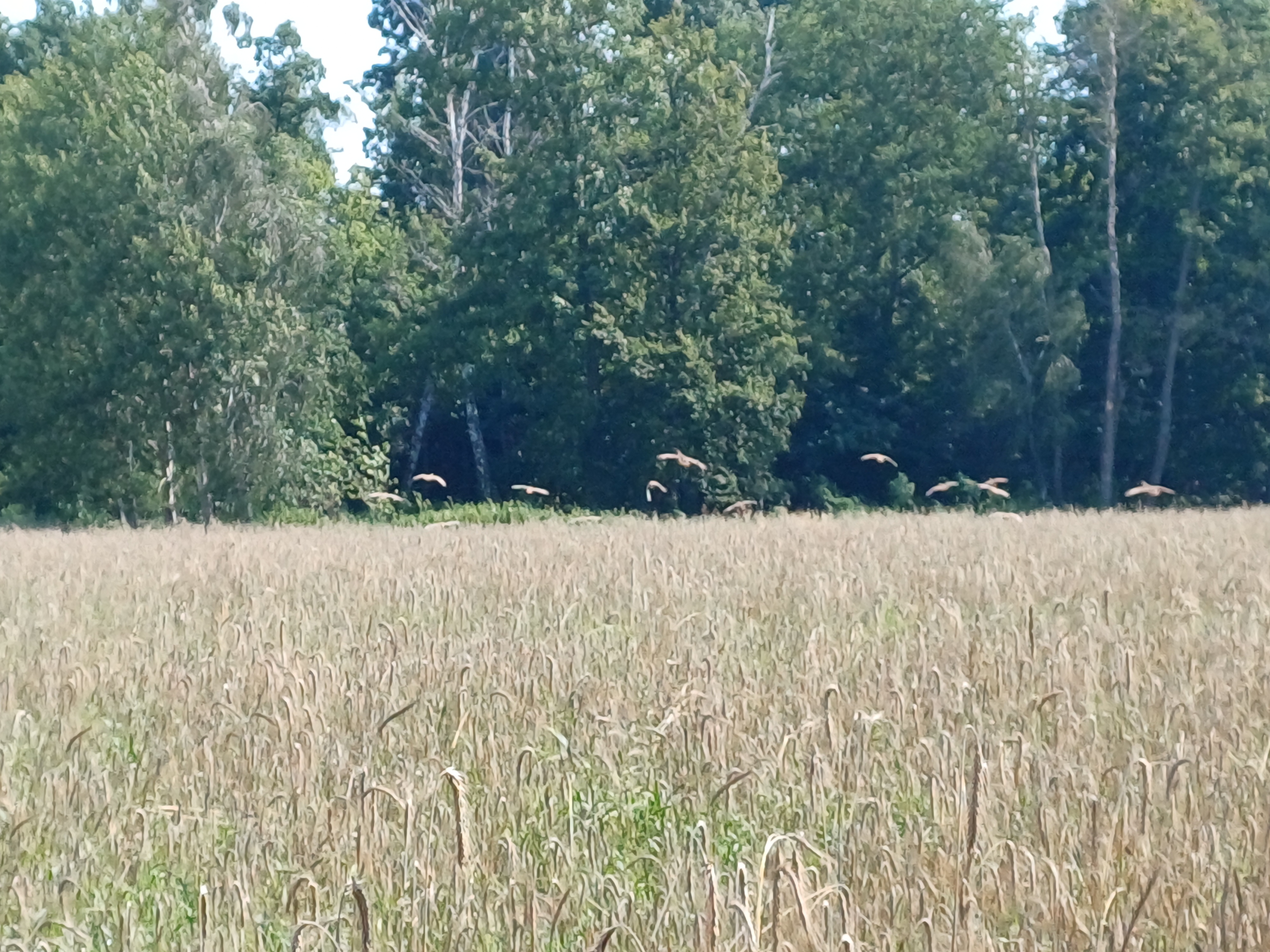 Zdjęcie przedstawia kuropatwy w środowisku naturalnym, lecące nad polem w stronę lasu (fot. archiwum nadleśnictwa, A.Poświatowski)