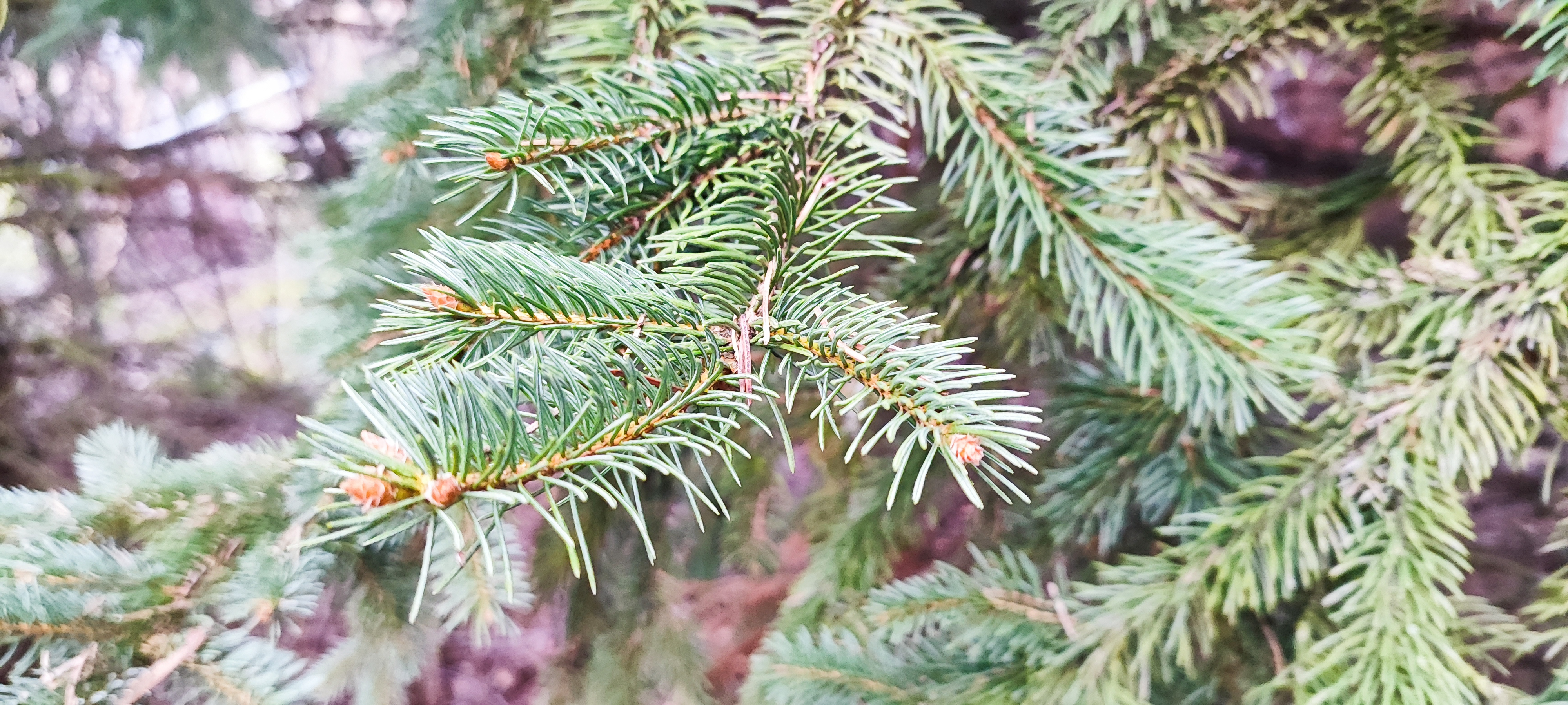 Zdjęcie przedstawia gałązkę świerka (Picea abies (L.) H.Karst). Świer wykorzystywany w dekoracjach zdobił domy, wnosząc zapach lasu i bliskość przyrody. (fot. archiwum nadleśnictwa, M. Prętkowska)