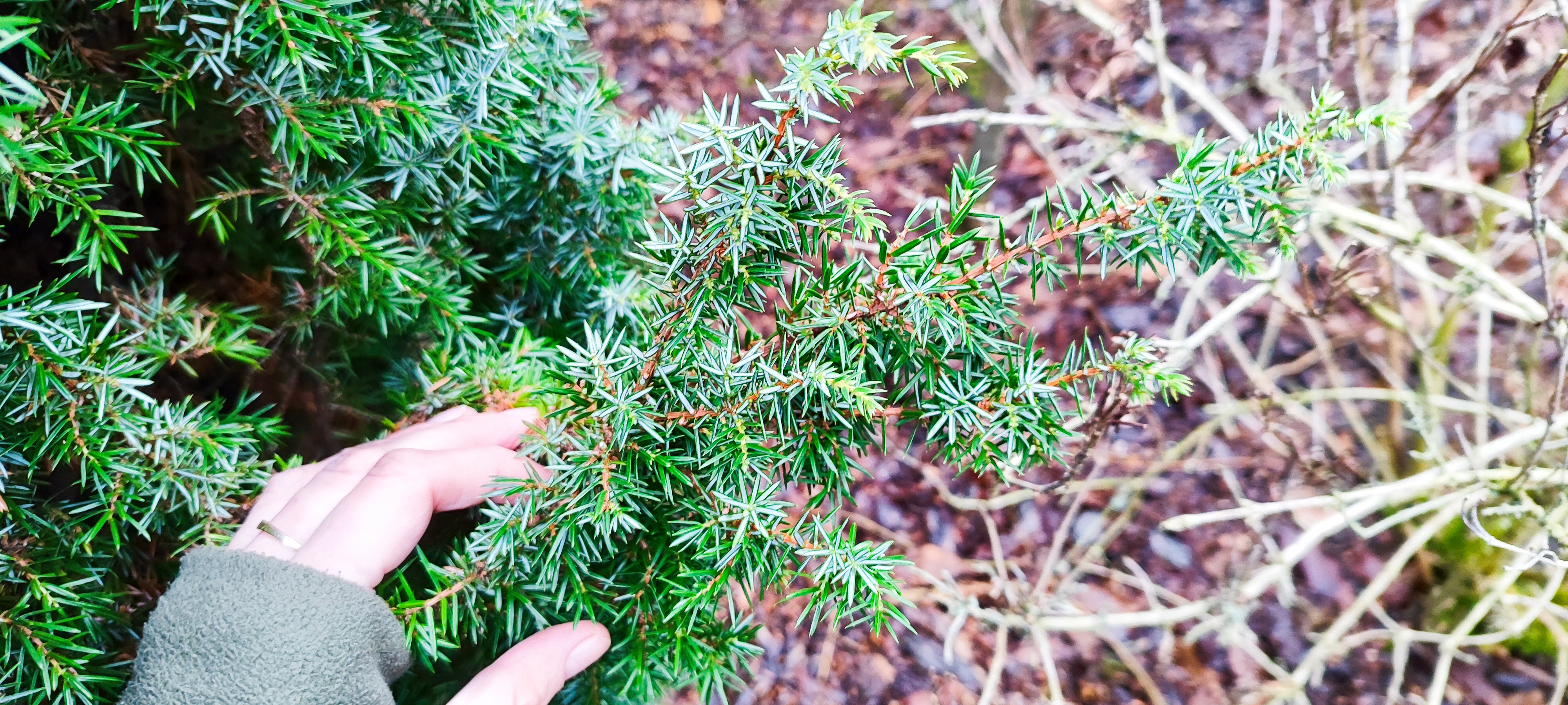 Zdjęcie przedstawia gałązkę jałowca pospolitego (Juniperus communis L.). Jałowiec, znany ze swoich aromatycnych właściwości, to jeden z darów naszych lasów. (fot. archiwum nadleśnictwa, M. Prętkowska)