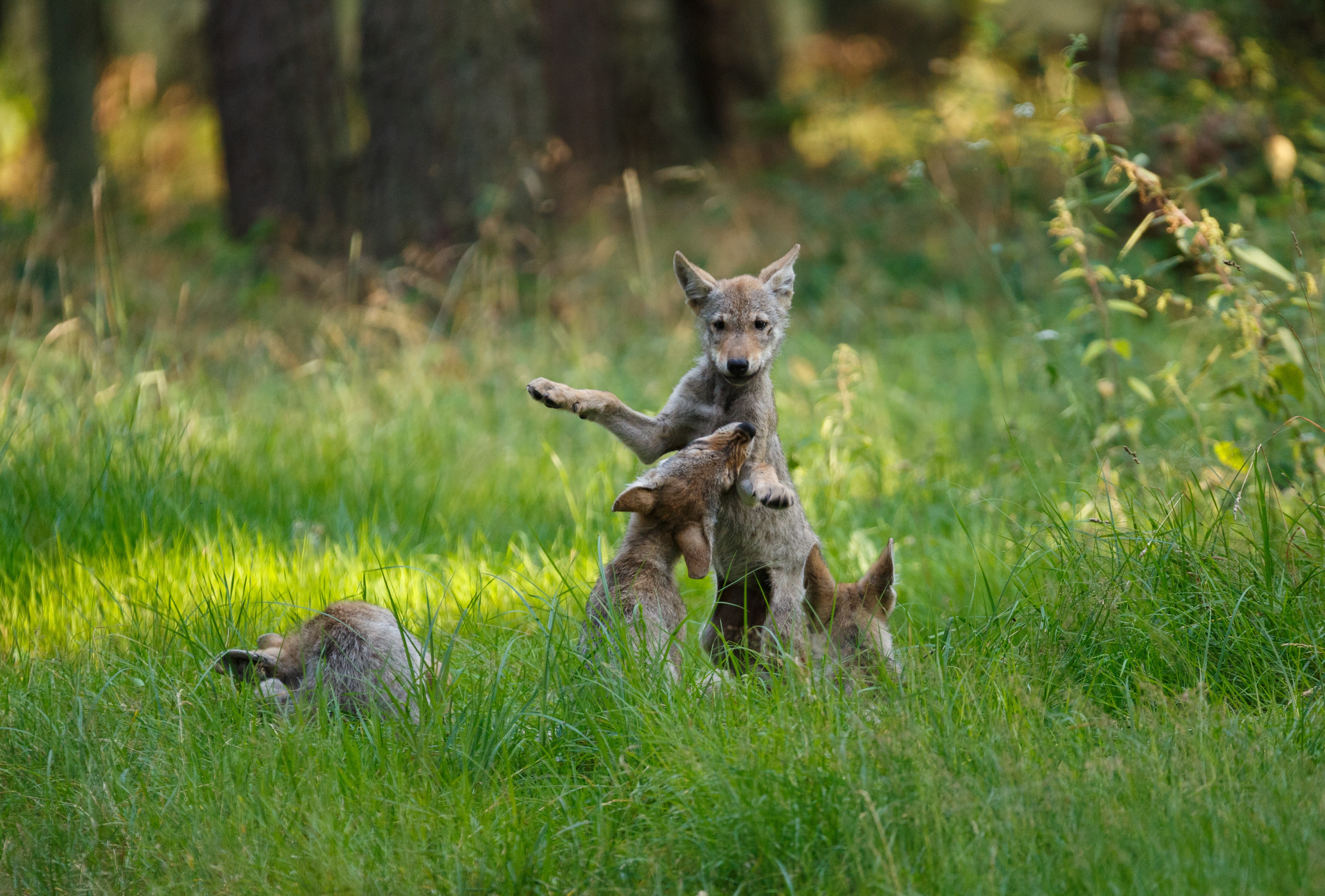 Zdjęcie przedstawia bawiące się młode wilki. Wilki znane są z silnych więzi rodzinnych, co jest kluczowe dla przetrwania watahy. (fot. archiwum LP, Lech Jędras)