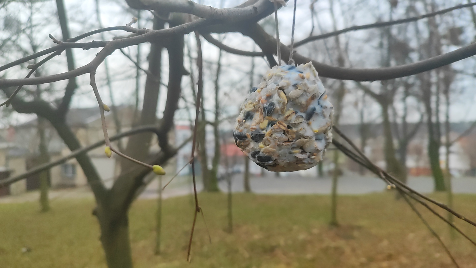 Zdjęcie przedstawia szyszkę tłuszczową wiszącą na gałęzi drzewa. (fot. archiwum nadleśnictwa, M. Prętkowska) 