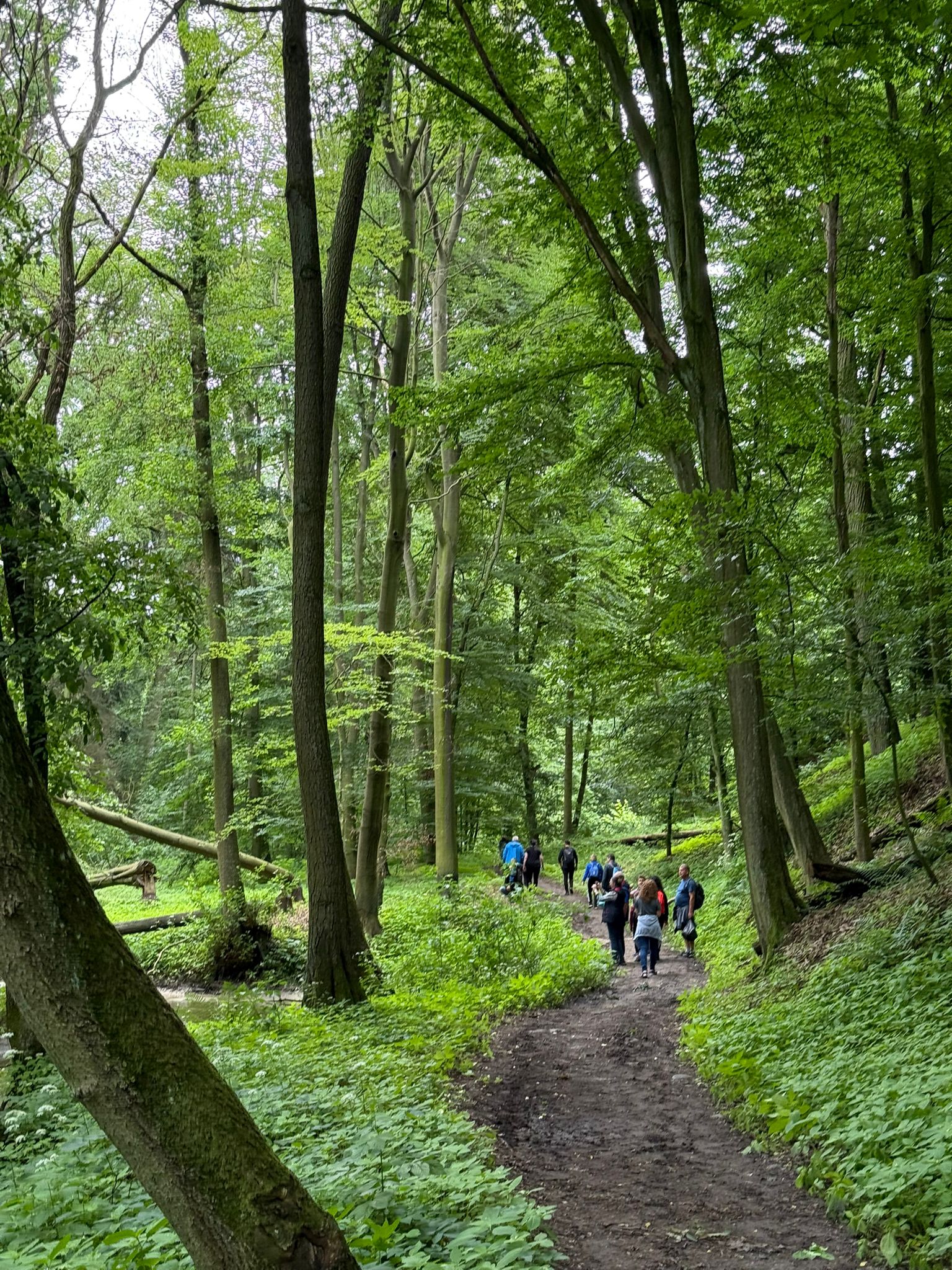 Zdjęcie przedstawia las i ludzi idących leśną ścieżką (fot. archiwum nadleśnictwa, Z. Rokosa)