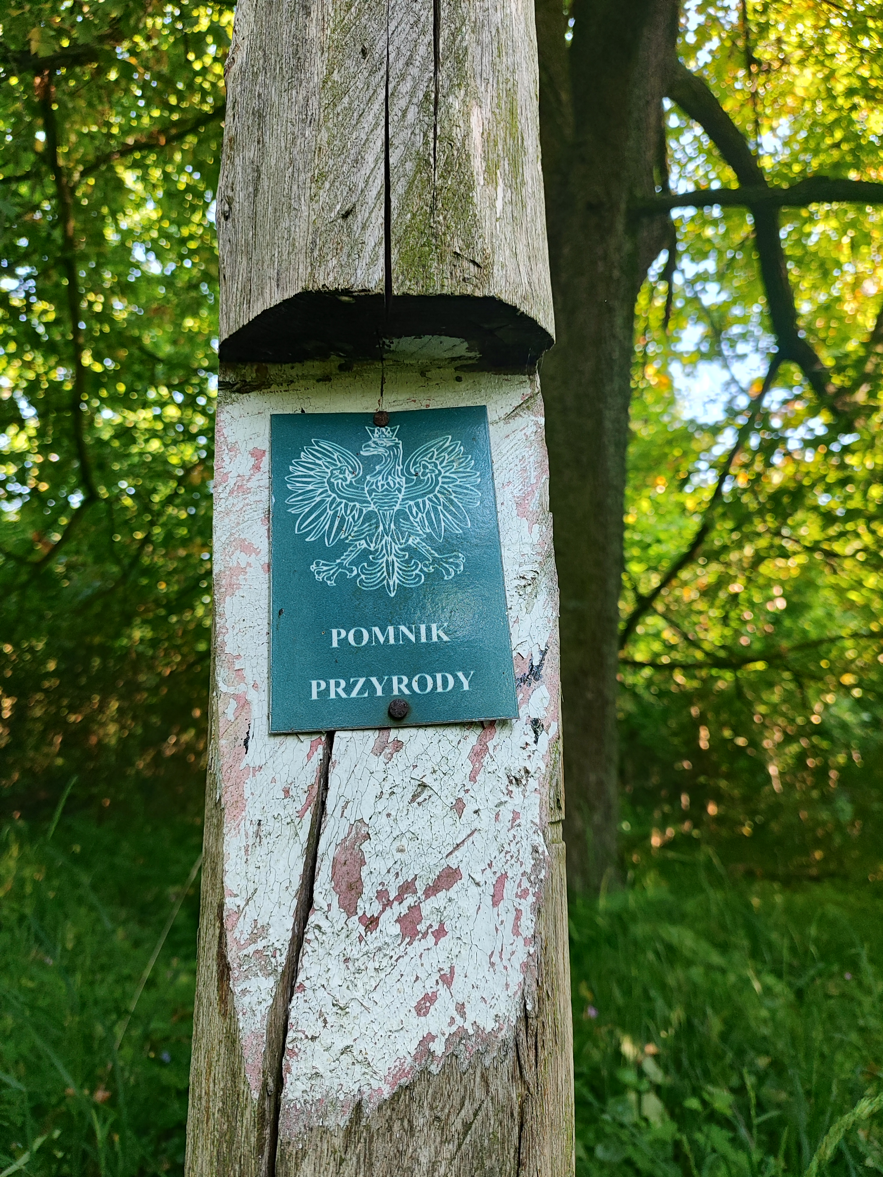 Zdjęcie przedstawia zieloną tabliczkę z orłem i napisem "POMNIK PZYRODY" przybitą do drewnianego słupka. W tle las. (fot. archiwum nadleśnictwa, M. Prętkowska) 