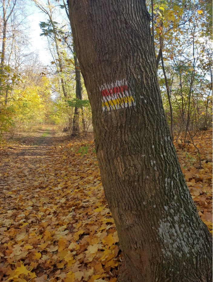 Na fotografii widzimy pień drzewa przy ścieżce leśnej, z namalowanym szlakiem turystycznym. Archiwum Nadleśnictwa Babki.