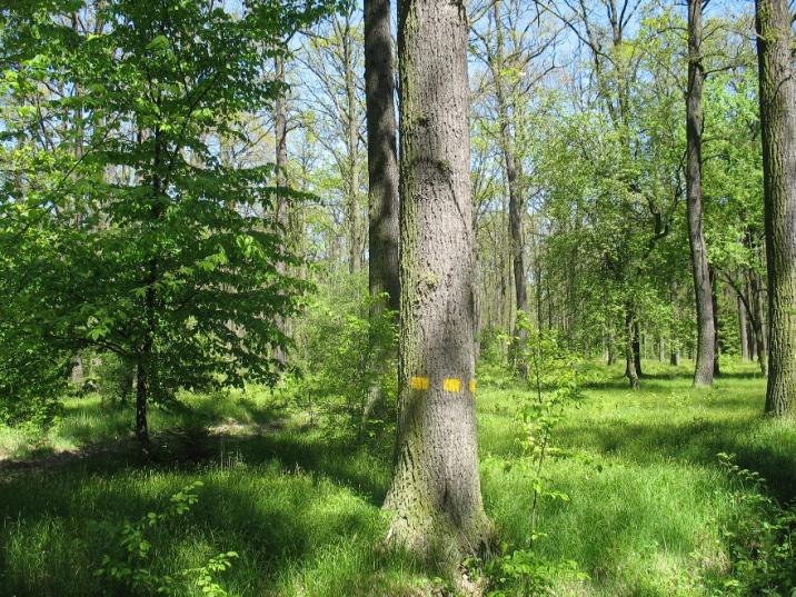 Drzewostan&#x20;dębowy&#x20;zaatakowany&#x20;przez&#x20;foliofagi