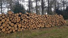 Sezonowa obniżka ceny drewna opałowego