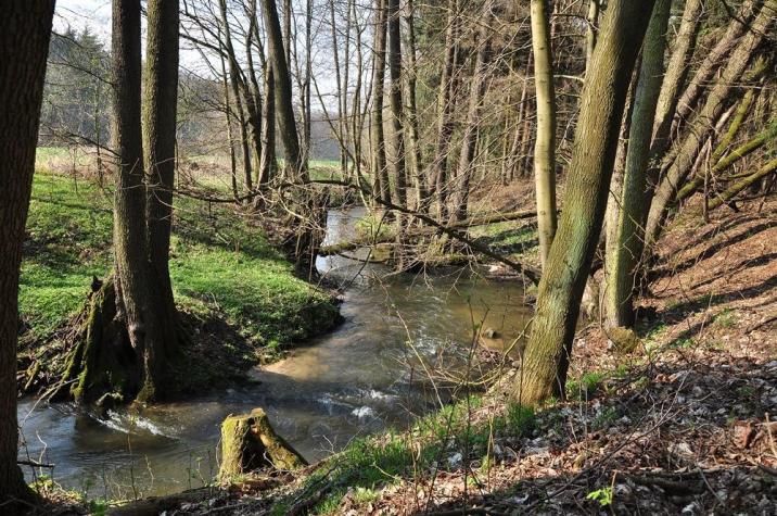 Rzeka&#x20;Dąbrówka&#x20;w&#x20;L&#x2e;&#x20;Miranowo&#x20;&#x28;fot&#x2e;&#x20;K&#x2e;Świtalski&#x29;