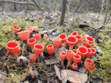 Fascynujący świat grzybów