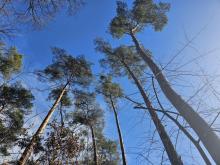 Jemioła dużym zagrożeniem w polskich lasach
