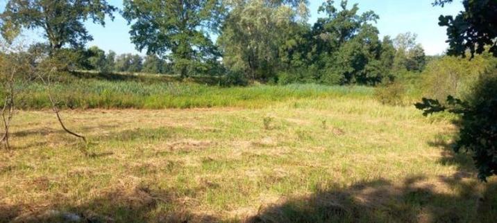 Zdjęcie&#x20;przedstawia&#x20;fragment&#x20;wykoszonej&#x20;łąki&#x20;niżowej&#x20;na&#x20;obszarze&#x20;Natura&#x20;2000&#x2e;&#x20;Fot&#x2e;&#x20;Ryszard&#x20;Szymankiewicz