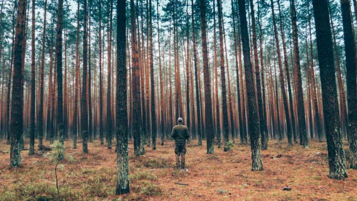 Zdjęcie&#x20;przedstawia&#x20;człowieka&#x20;stojącego&#x20;tyłem&#x20;w&#x20;borze&#x20;sosnowym&#x20;&#x28;fot&#x2e;&#x20;archiwum&#x20;Lasów&#x20;Państwowych&#x2c;&#x20;J&#x2e;&#x20;Wencek&#x29;