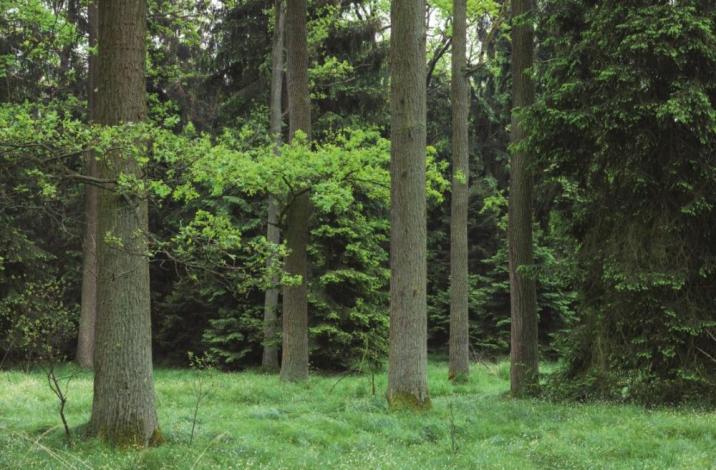 Zdjęcie&#x20;przedstawia&#x20;krajobraz&#x20;leśny&#x2e;&#x20;Las&#x20;to&#x20;przykład&#x20;zrównoważonego&#x20;gospodarowania&#x20;zasobami&#x20;naturalnymi&#x20;&#x28;fot&#x2e;&#x20;archiwum&#x20;Nadleśnictwa&#x20;Piaski&#x29;