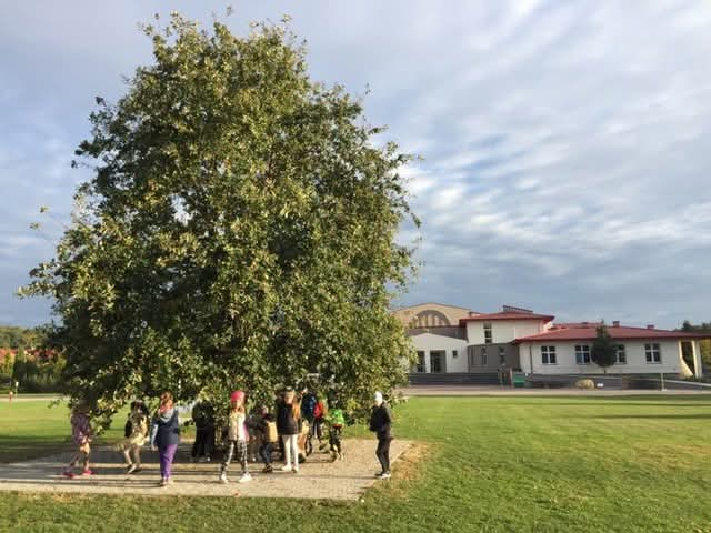 Zdjęcie&#x20;przedstawia&#x20;dąb&#x20;rosnący&#x20;na&#x20;placu&#x20;przed&#x20;szkołą&#x20;w&#x20;Piaskach&#x20;&#x28;fot&#x2e;&#x20;Gmina&#x20;Piaski&#x29;